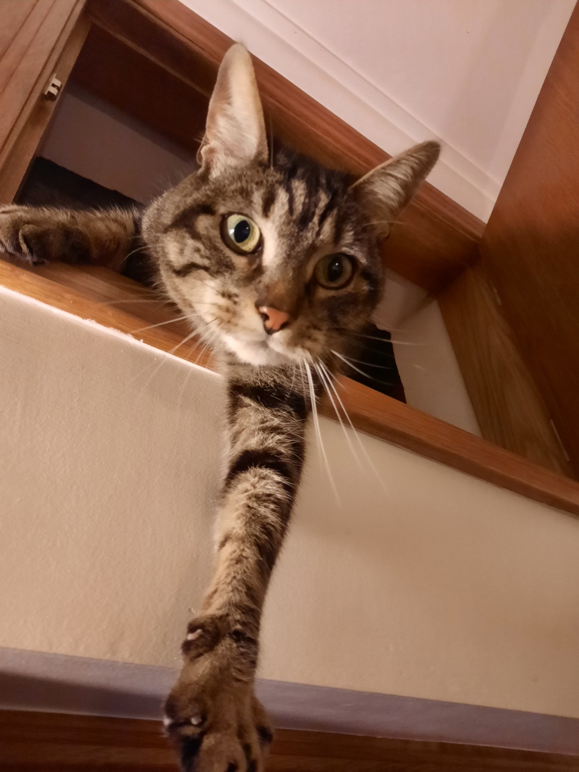FOLDCAT looking down with one paw reaching forward