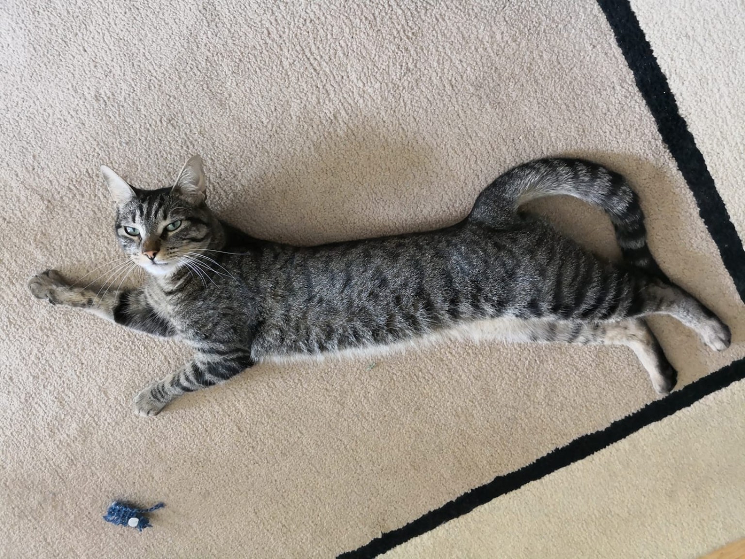 FOLDCAT stretched out on a carpet